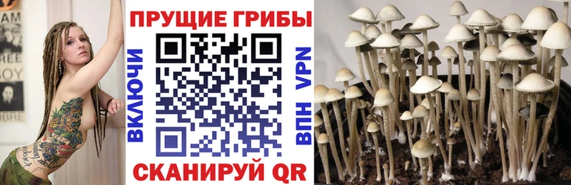 Псилоцибиновые грибы MAGIC MUSHROOMS  как найти   Жуковский 